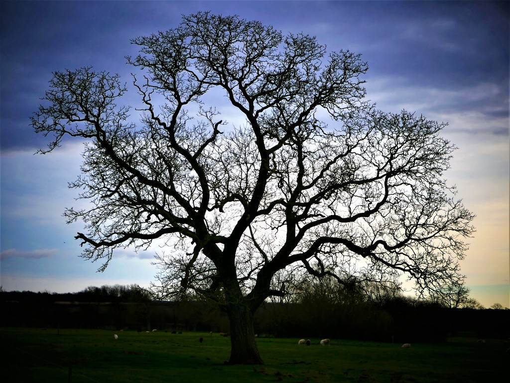 Winter Tree by carole_sandford
