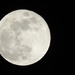 Perigee full moon by roachling