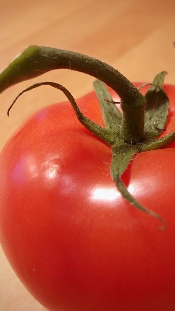 Day 137:  A Great Tomato by sheilalorson