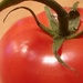 Day 137:  A Great Tomato by sheilalorson