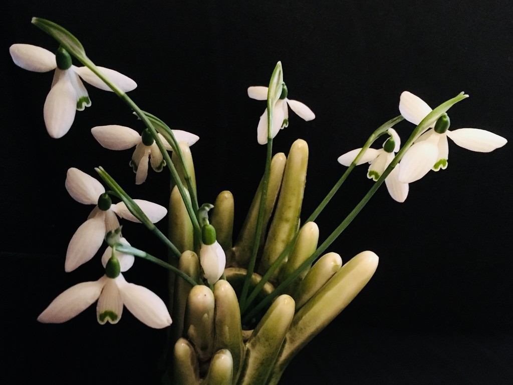 The first Snowdrops from our garden by stimuloog