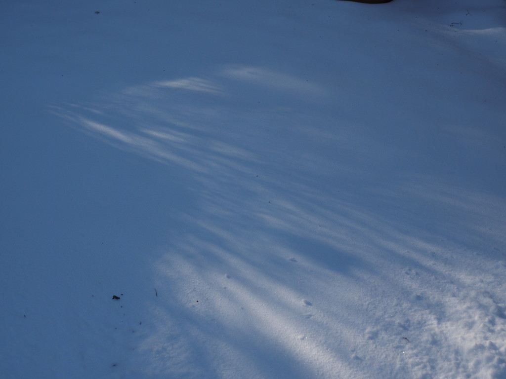 Snow Shadows by selkie