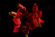 30th Jan 2018 - Amaryllis on black