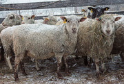 31st Jan 2018 - Snowy Sheep 