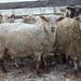 Snowy Sheep  by farmreporter