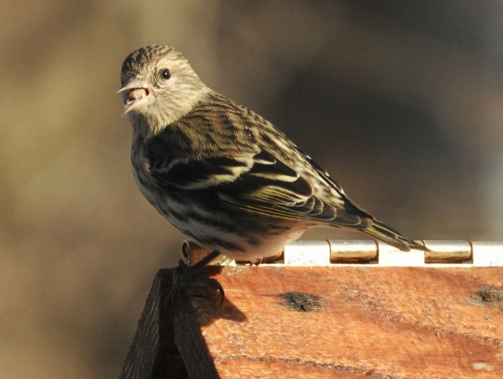 Pine Siskin with a snack by amyk