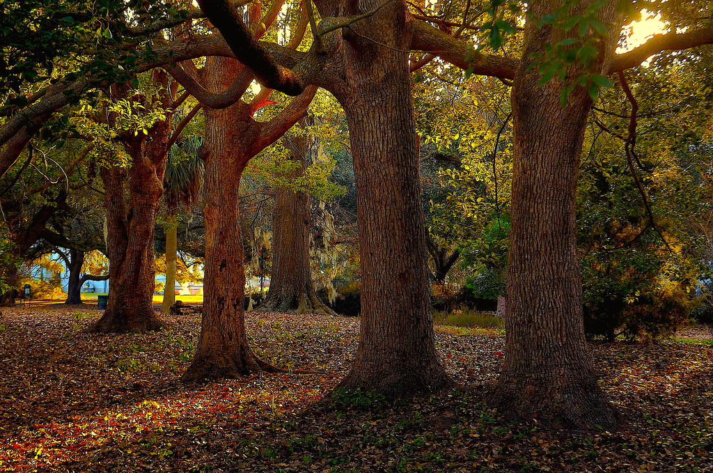 Oak trees, Hampton Park, Charleston, SC by congaree