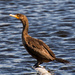 Cormorant Waiting to Dive! by rickster549