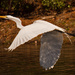 Egret on the Fly-a-way! by rickster549