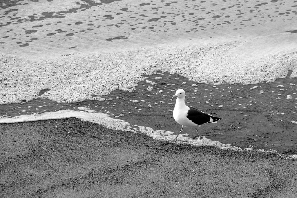 Gull Wader by jaybutterfield