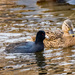 American Coot with Female Mallard by rminer