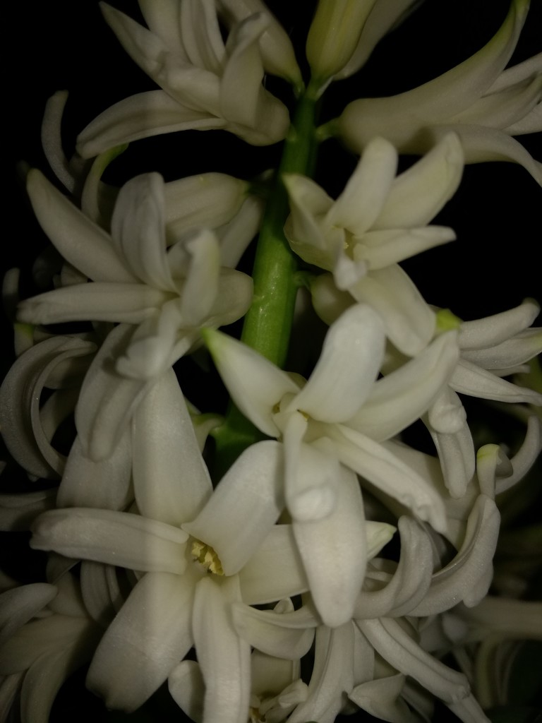 Hyacinth by plainjaneandnononsense