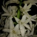 Hyacinth by plainjaneandnononsense