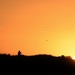 Enjoying The Sunset_DSC2497 by merrelyn