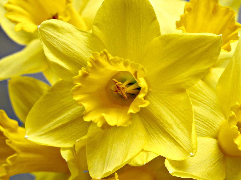  Golden Daffodil by wendyfrost