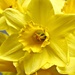  Golden Daffodil by wendyfrost