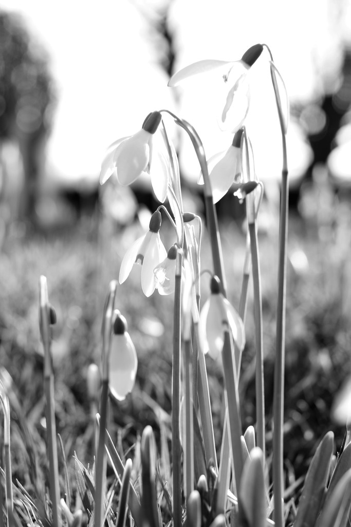 Snowdrops In The Sun by motherjane