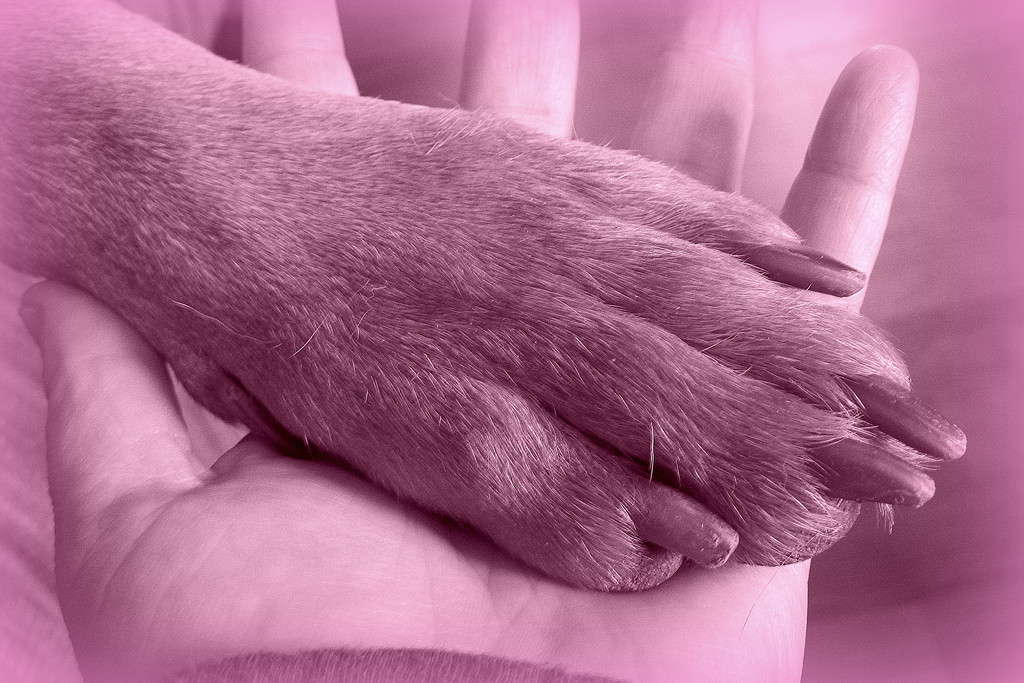Hands and Paws by homeschoolmom