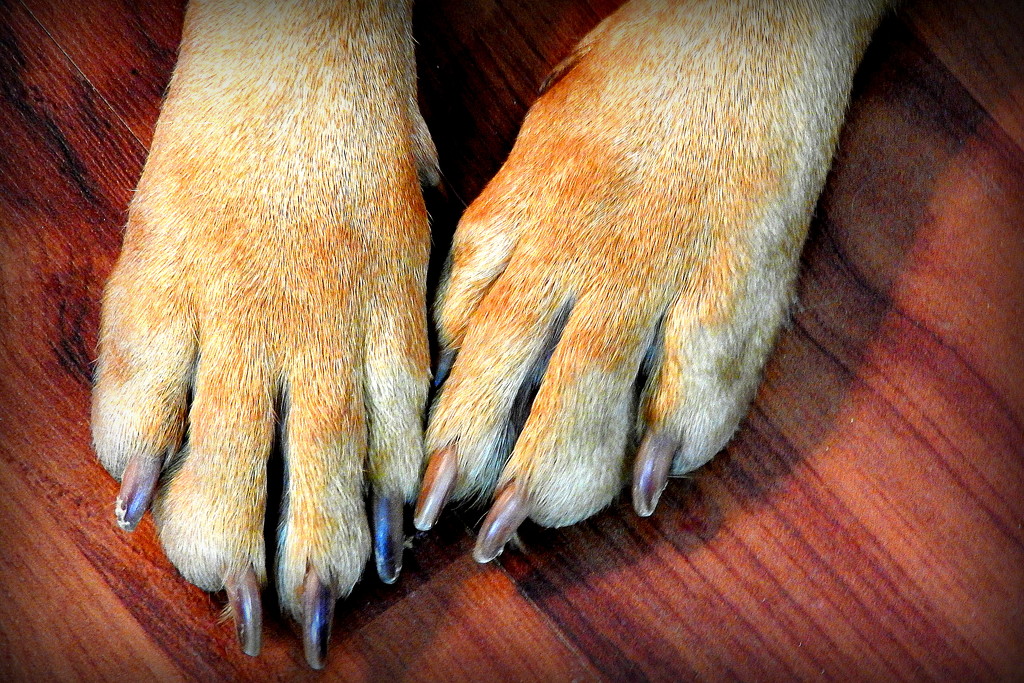 Big dog, big paws! by homeschoolmom