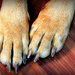 Big dog, big paws! by homeschoolmom