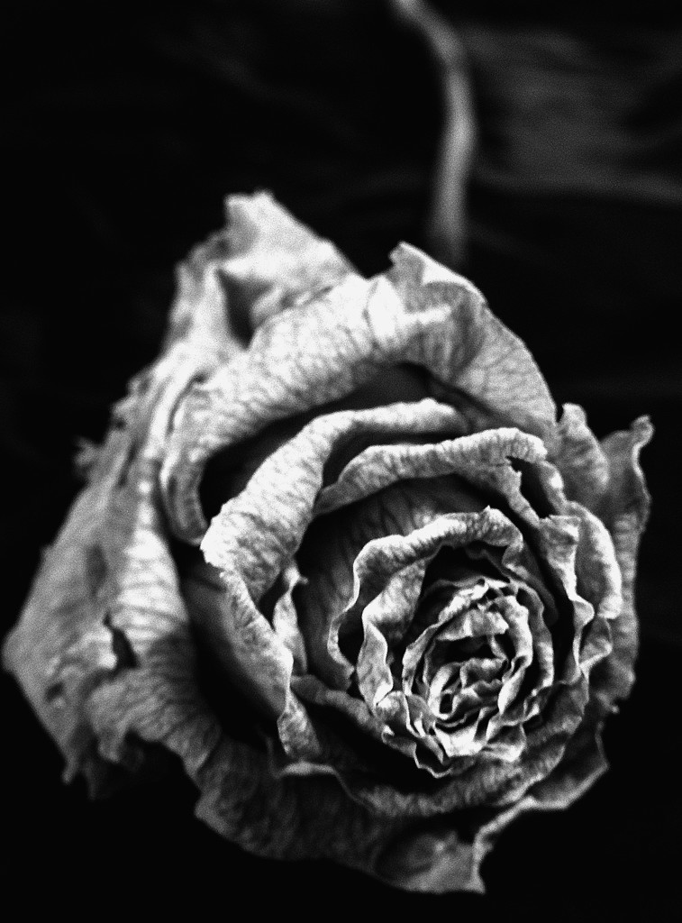 Rose in black and white by homeschoolmom