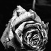 Rose in black and white by homeschoolmom