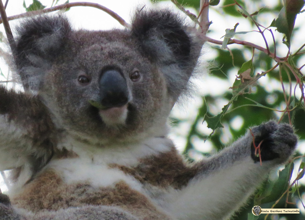 mona lisa smile by koalagardens