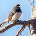 Junco on a branch by rminer