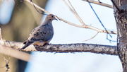 1st Feb 2018 - Mourning Dove