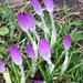 Crocus Flower Buds by cataylor41