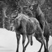 Moose Mount by jgpittenger