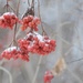 Berries in the Snow by kathiecb
