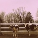 Day 138:  A Late Day Visit With The Cows by sheilalorson
