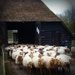leaving the sheep fold by gijsje