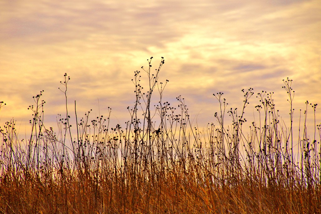 Prairie Plants by lynnz