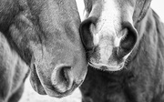 1st Feb 2018 - the noses of horses
