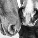 the noses of horses by aecasey