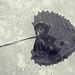 On Ice: 3 by juliedduncan