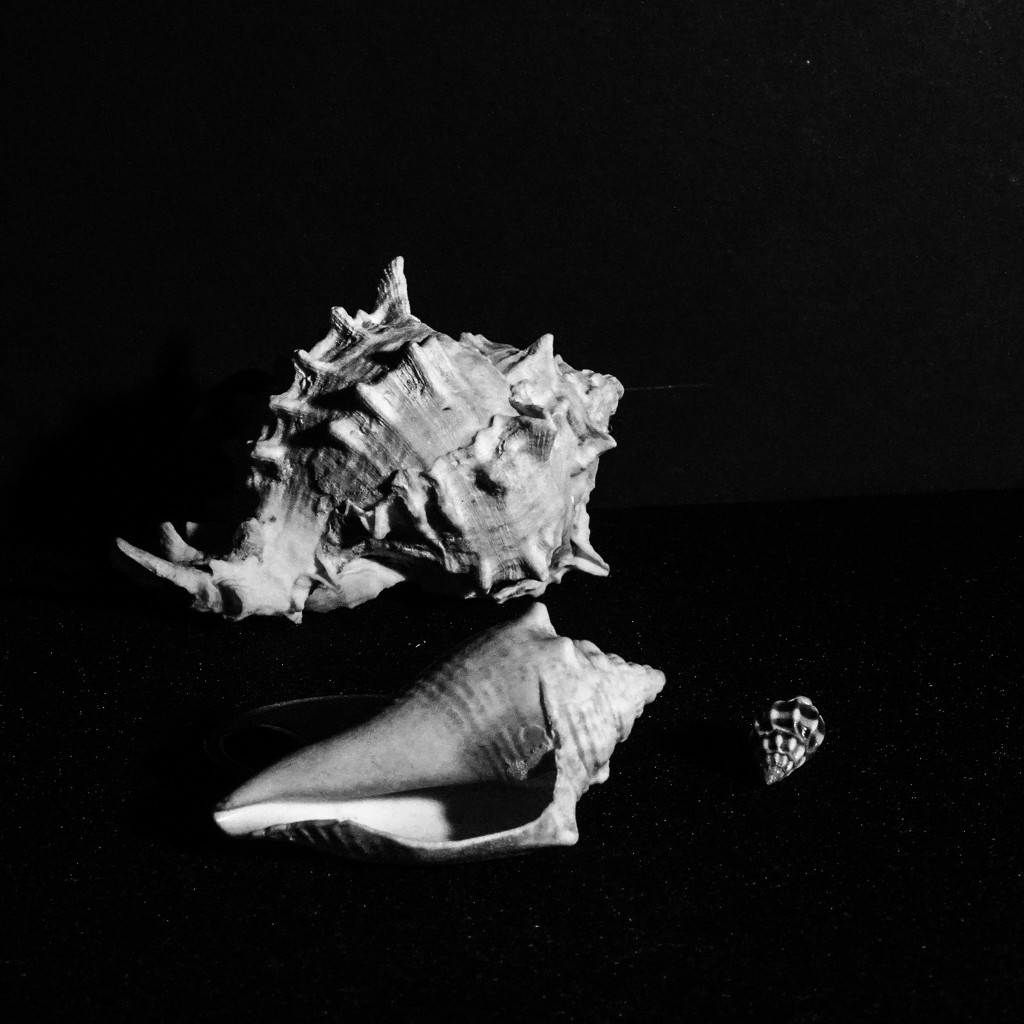 Shells by randystreat