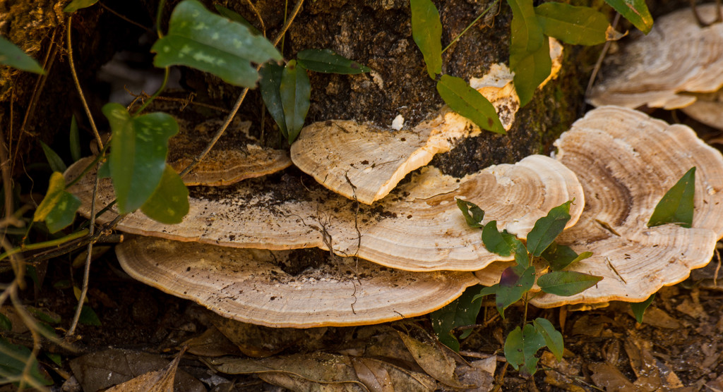 Fungi on the Stump! by rickster549