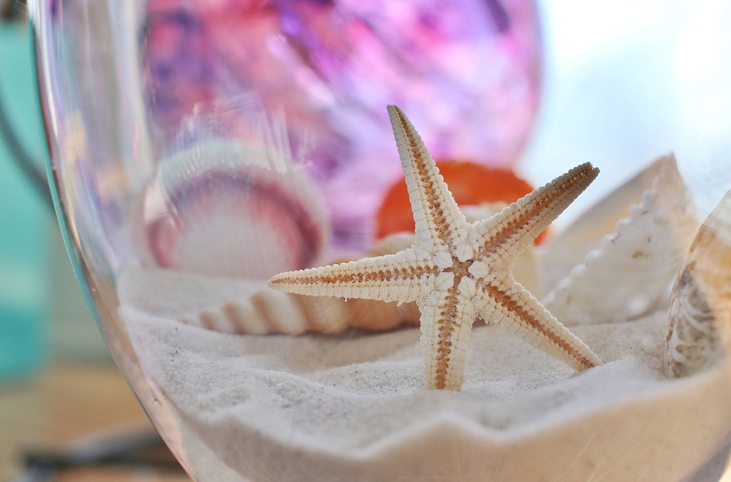 Starfish In A Jar by lynnz