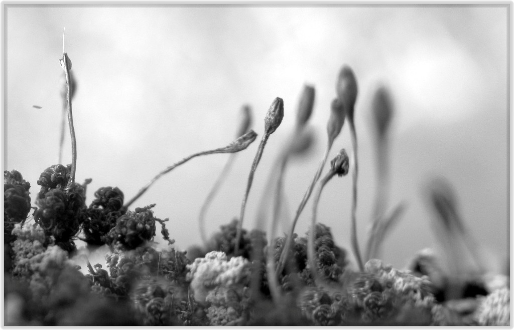 B&W flora - moss and lichen by robz