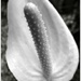 B&W flora - lily by robz