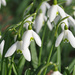 Snowdrops by philhendry