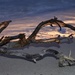 Just A Stick On The Beach_DSC2563 by merrelyn