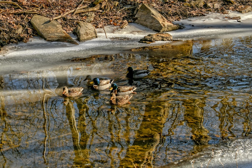 Ducks by danette