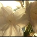 Narcissi  by countrylassie