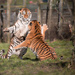 Tigers playing by pamknowler
