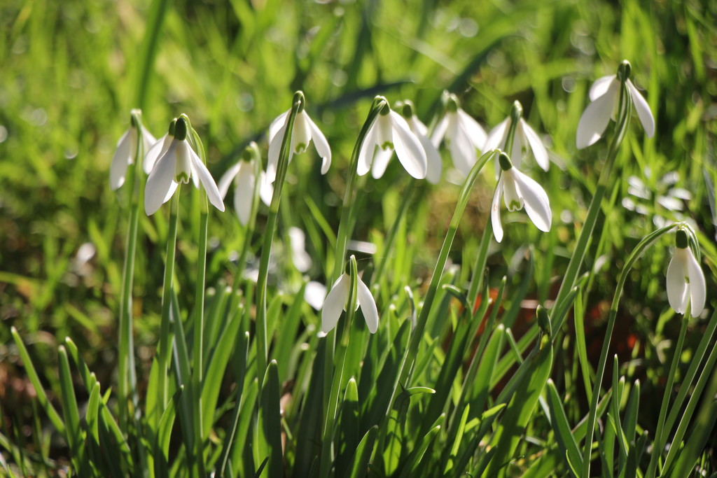 Birlingham Beauties by daffodill