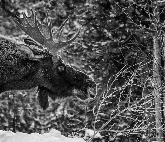 Moose Stretch by Jane Pittenger · 365 Project